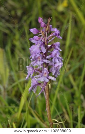 Common Fragrant Orchids