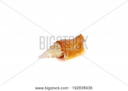 Seashells tropical Isolated With Paths white Background