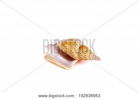 Seashells tropical Isolated With Paths white Background