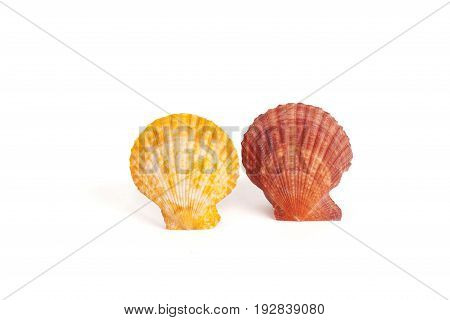Seashells tropical Isolated With Paths white Background
