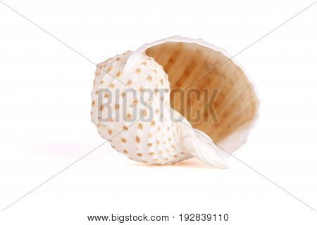 Seashells tropical Isolated With Paths white Background