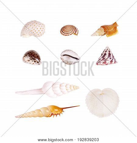 Seashells tropical Isolated With Paths white Background