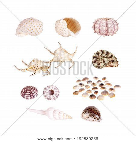 Seashells tropical Isolated With Paths white Background