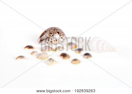 Seashells tropical Isolated With Paths white Background
