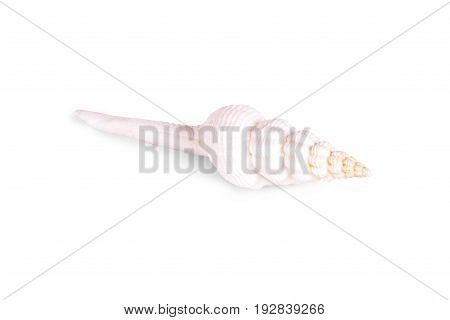Seashells tropical Isolated With Paths white Background