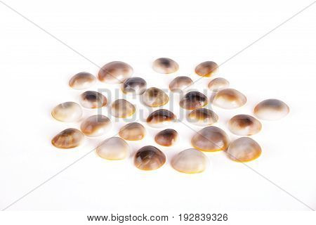 Seashells tropical Isolated With Paths white Background
