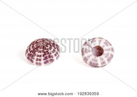 Seashells tropical Isolated With Paths white Background