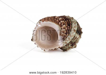 Seashells tropical Isolated With Paths white Background