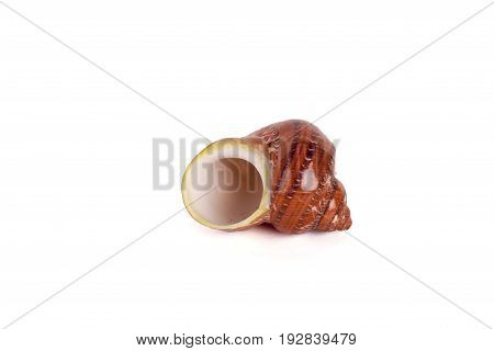 Seashells tropical Isolated With Paths white Background