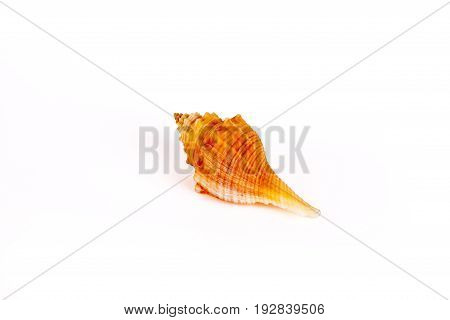 Seashells tropical Isolated With Paths white Background