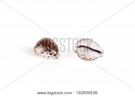 Seashells tropical Isolated With Paths white Background