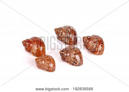 Seashells tropical Isolated With Paths white Background