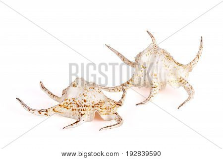 Seashells tropical Isolated With Paths white Background