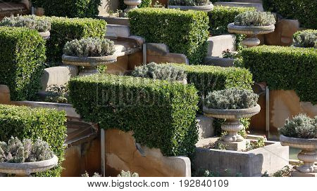 Nice garden with vases and square formed bushes on a sunny day