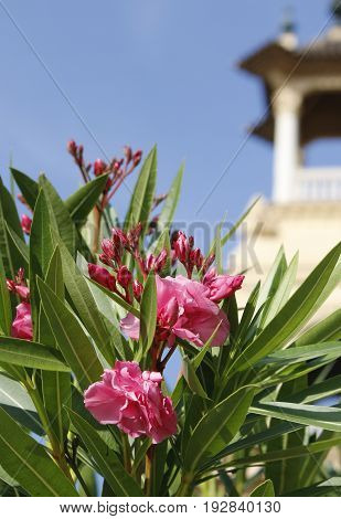 View of nice pink flowres with spanish architecture elements on the background on a sunny day