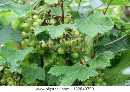 redcurrant verdant green bush in atural berry