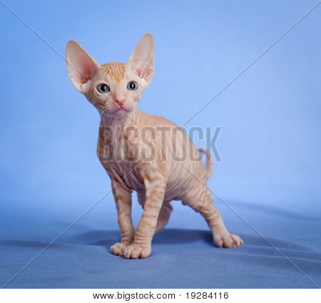 Sjove hairless sphynx tabby killing på blå