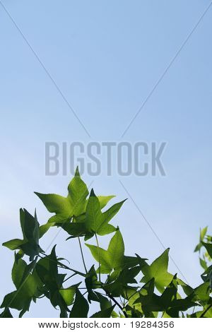 Groene bladeren