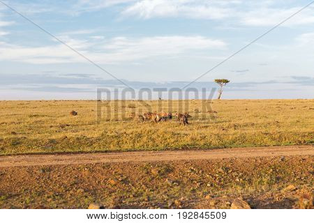 animal, nature and wildlife concept - clan of hyenas eating carrion or prey in maasai mara national reserve savannah at africa
