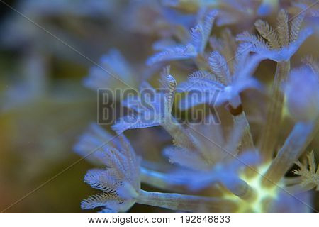 Living corals are very close in nature