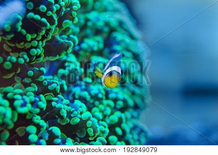 Living corals are very close in nature
