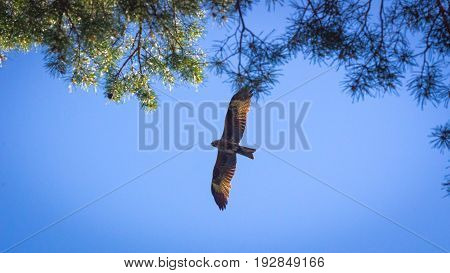 Black kite spread wings flying in the blue sky above the pine trees top branches
