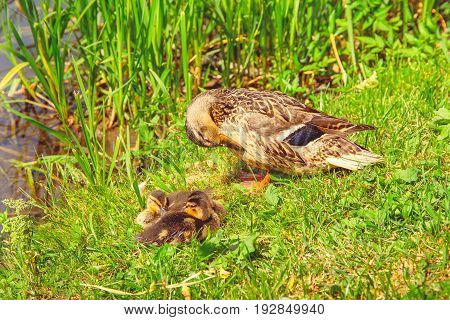 Wild duck with ducklings sits on the grass on the river bank in bright sunny weather