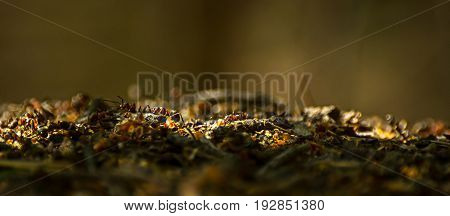 Close-up of ants working at the anthill in the woods