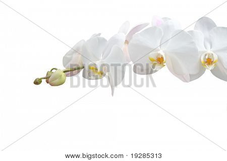 geïsoleerde orchid op witte achtergrond