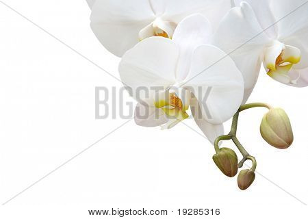 geïsoleerde orchid op witte achtergrond