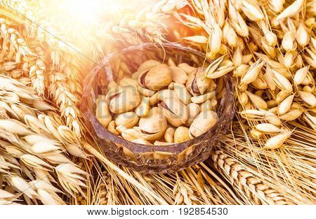 Pistachio nuts a snack for beer lying in a glass dish surrounded by ingredients for making malt for beer, bread. Spikes of wheat, barley, oats, rye.