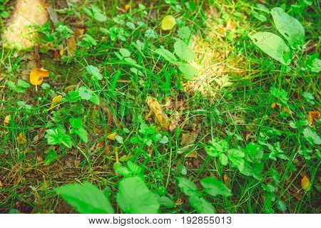 Rana temporaria sitting in green grass in the park