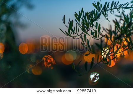 Gethsemani vegetable garden in Jerusalem with an olive grove on the arrest of Jesus.
