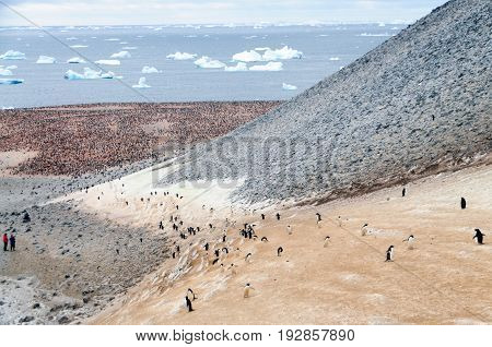 The structure shown here is known as a penguin highway on Paulet Island. Adelie Penguins use a highly structured way of moving from one location to another, which resembles a modern multilane highway.