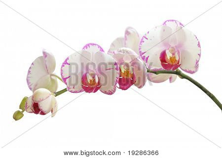 Orchid op wit
