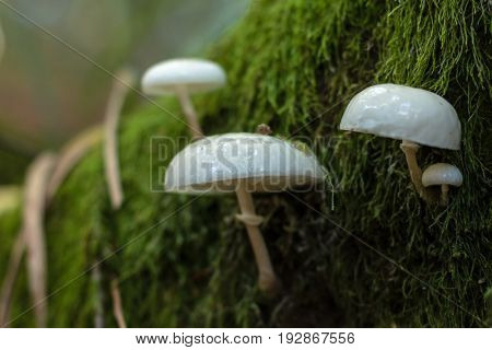 Mushrooms In The Carpathian Forests