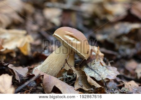 Mushrooms In The Carpathian Forests
