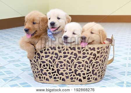 Many golden retriever puppy lovely in a gold basket