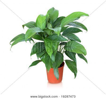 Planta de la casa