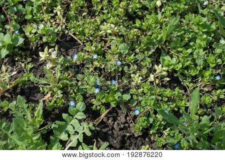Close Up Of Small Blue Flowers Of Veronica Polita