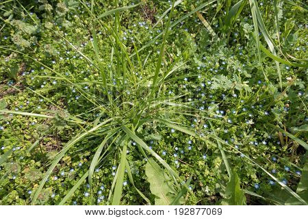 Flowering Grey Field Speedwell Beneath The Grass