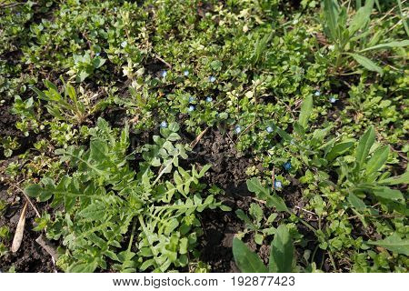 Flowering Grey Field Speedwell In The Meadow