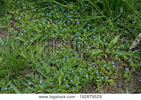 Flowering Veronica In The Grass In Pring