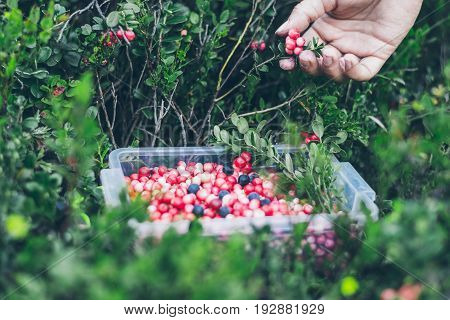 Picking lingonberry. Woman gathering wild berries. Carpathian forest