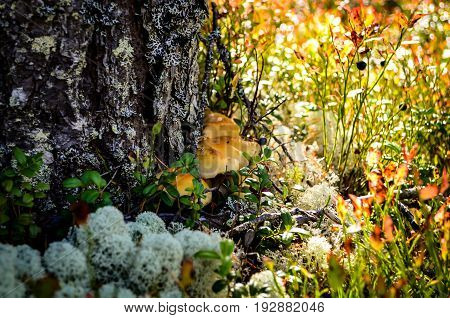 flooer of woodland covered with mushrooms and lichen in autumn