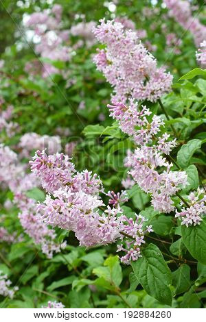 Flowering Hungarian lilac (Syringa josikaea) shrub. Vertical image