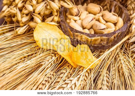 Pistachio nuts, peanuts and potato chips a snack for beer lying in a glass dish surrounded by ingredients for making malt for beer, bread. Spikes of wheat, barley, oats, rye.