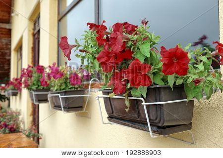 red flowering petunias, Montenegro