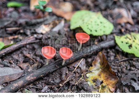 Close up Mushroom Champagne (Cookeina sulcipes) in rain forest.