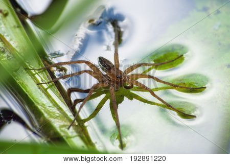 Large Water Spider Dolomedes Plantarius, Close-up In A Natural Environment. Raft Spider